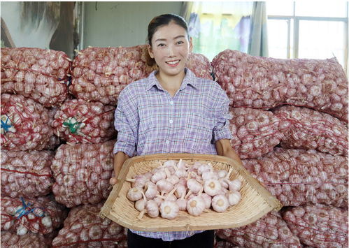 2020年金乡紫皮干大蒜头山东农家自种特产新鲜蔬菜批发5斤